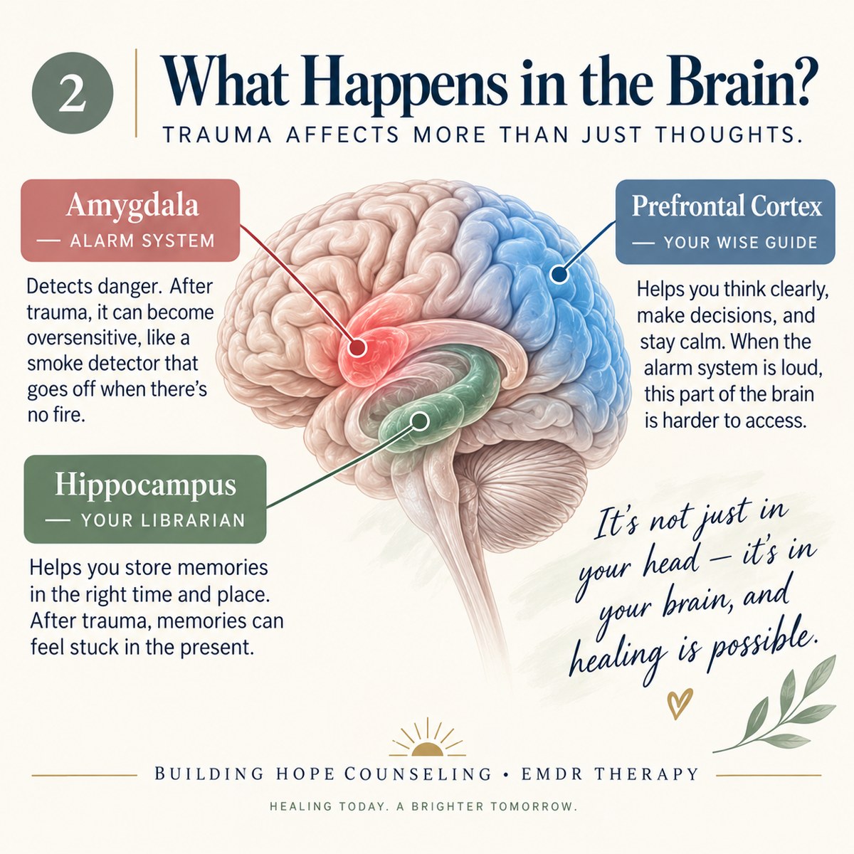 What Happens in the Brain?. Alarm, librarian, and wise guide are metaphors. Brain regions work together in networks; an illustration cannot establish what is happening in your individual brain.